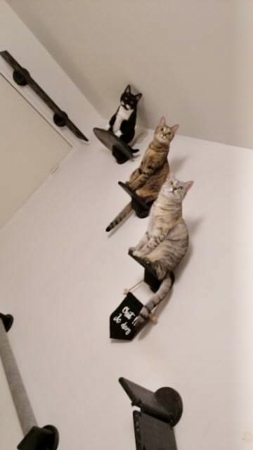 Plateforme murale pour chat