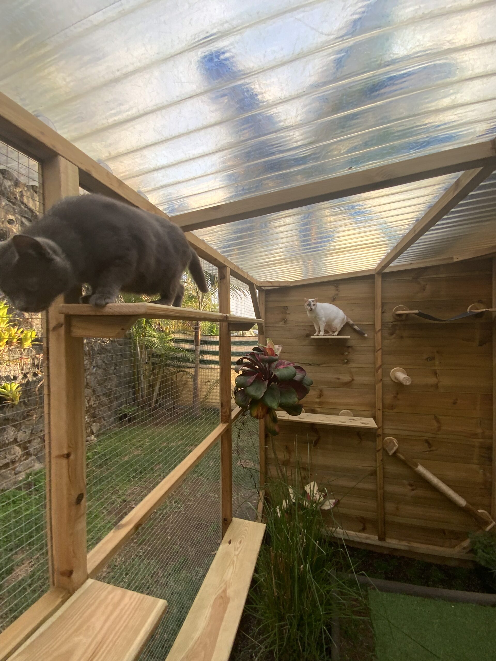 Grande installation extérieure sécurisée pour chat