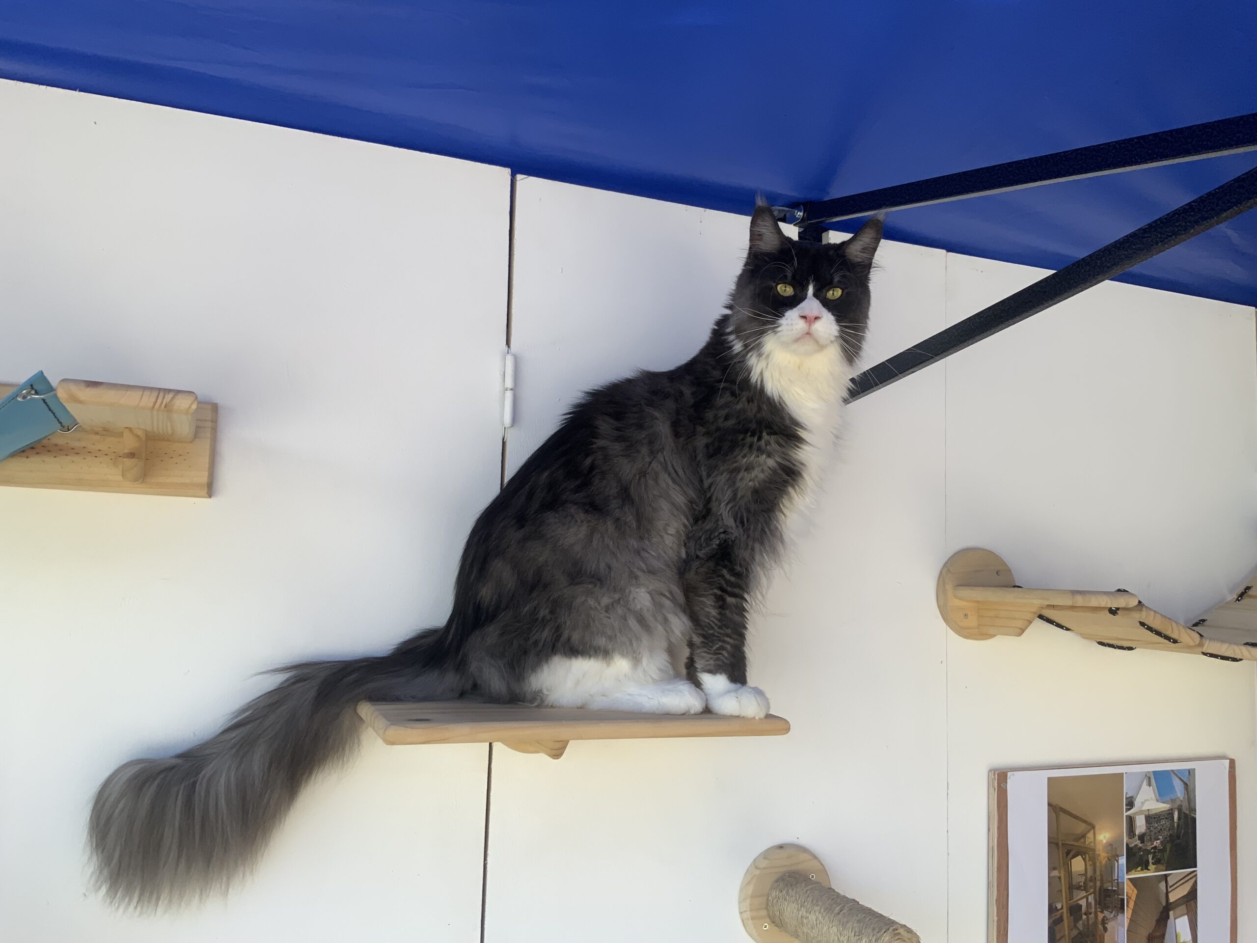 Installation murale complète pour chat